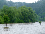 Vltava 2009: Zlat Koruna - Borov